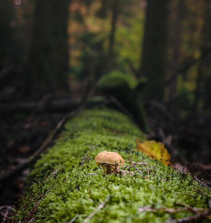 Light brown yellow mushroom growing on moss in forest