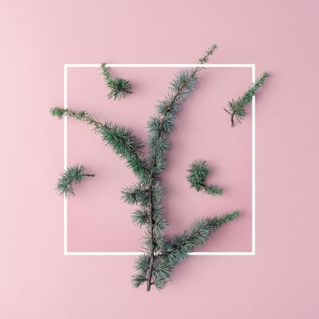 Christmas tree branch on pastel pink background with square outline