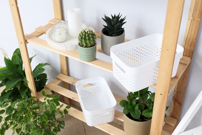 Cozy hobby - growing indoor plants at home