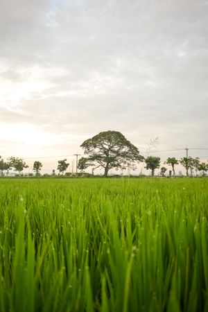 Vast grassy field on overcast day