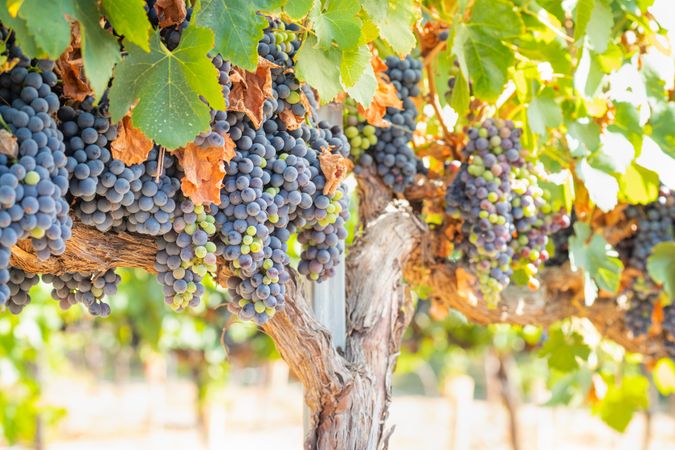 Vineyard with Lush, Ripe Wine Grapes on the Vine Ready for Harvest