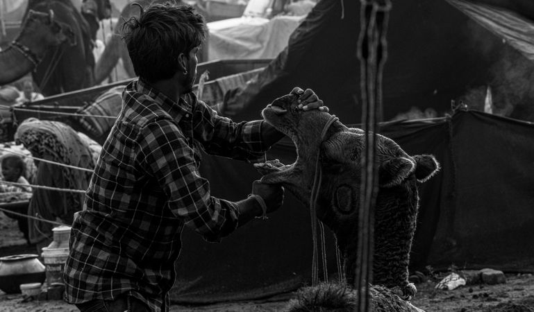Man in plaid shirt holding camel's face in grayscale