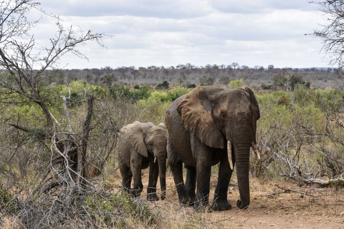Two elephants walking in jungle