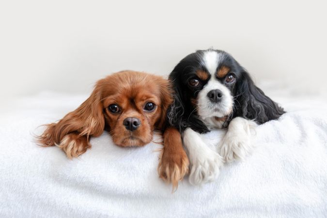Two cavalier spaniels lying on their stomach on bed