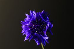 Purple bachelor button flower