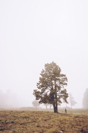 Hiker walking on foggy rural field
