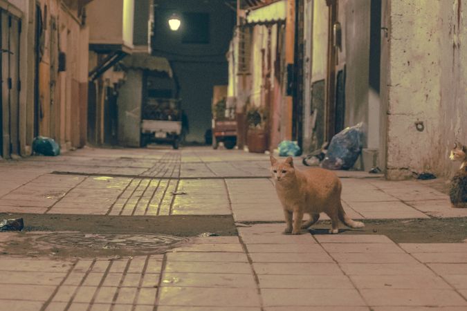 Beautiful cats on old street at night