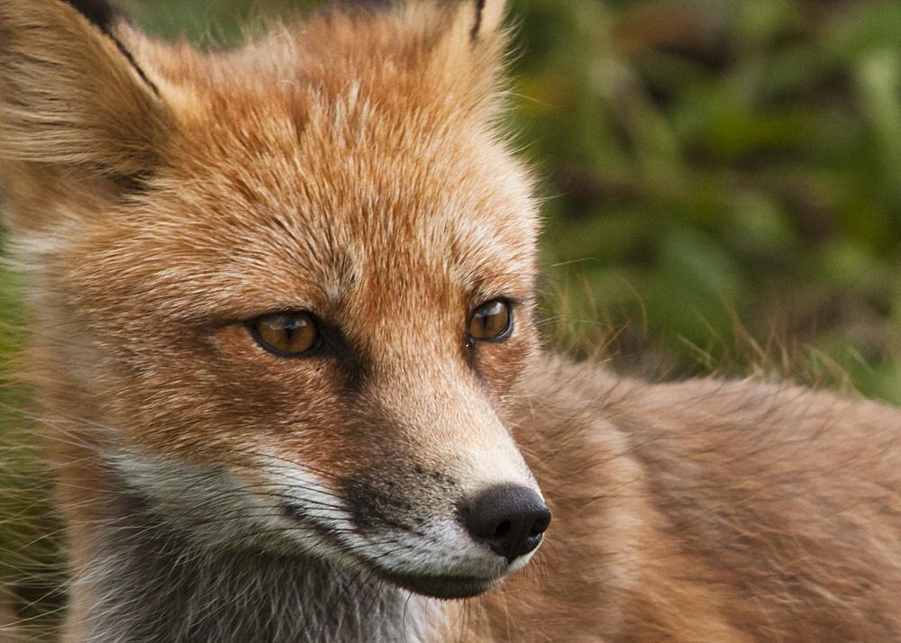 Portrait of fox