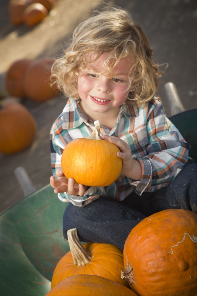 Little Boy Sitting and Holding His Pumpkin at Pumpkin Patch.