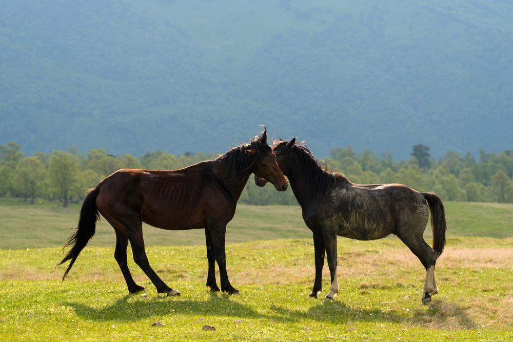 Horses standing close together in grassy field