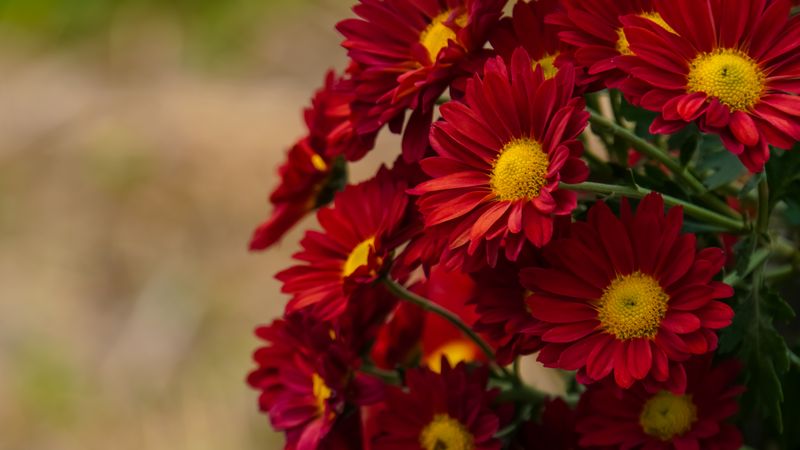 Red and Yellow-orange chrysanthemums on a blurry background close-up