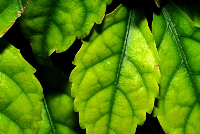 teexture of the leaf