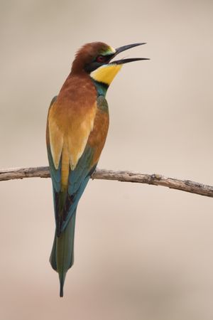 Bird standing on tree branch