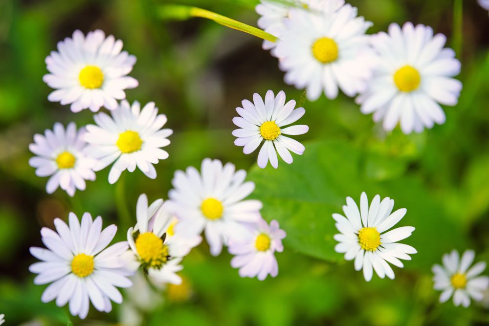 Blooming daisies growing in forest