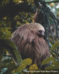 Pygmy three-toed sloth 0Wmqy4