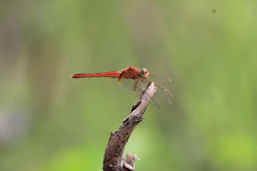 Dragon Fly On The Dry Branch