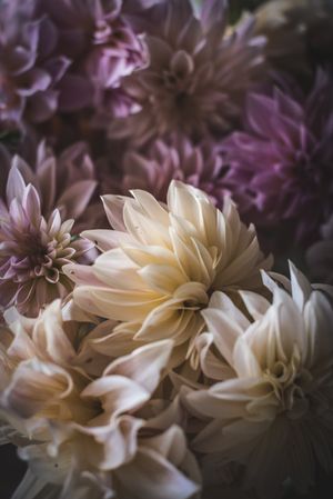 Bouquet of fresh pink flowers