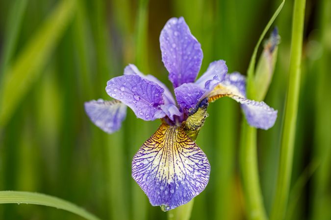 Side view of purple Siberian Iris flowers with dew drops