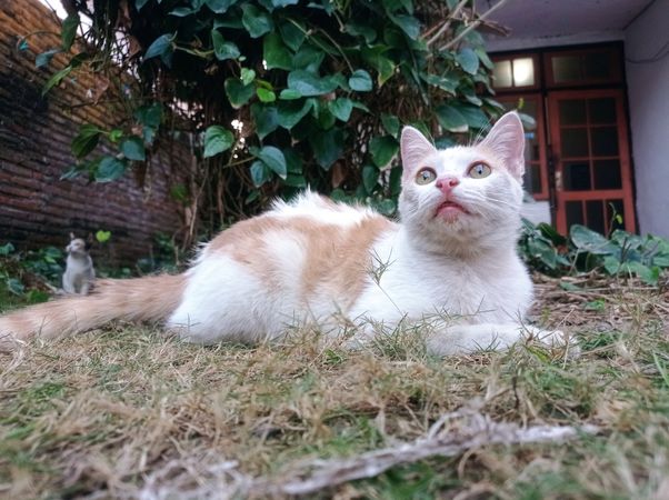 orange cat looks up