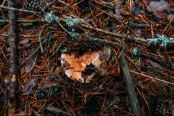 Fresh saffron mil cap (lactarius deliciosus) in pinewood
