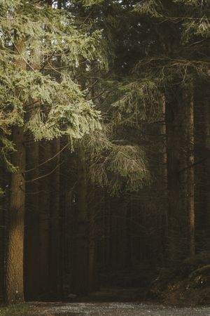 Pathway in spring forest park