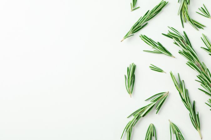Flat lay composition with rosemary on neutral background, space for text