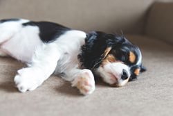 Sleeping cavalier spaniel