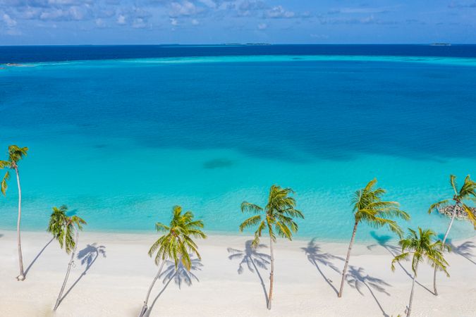 Palm trees and shadows lining a tropical beach