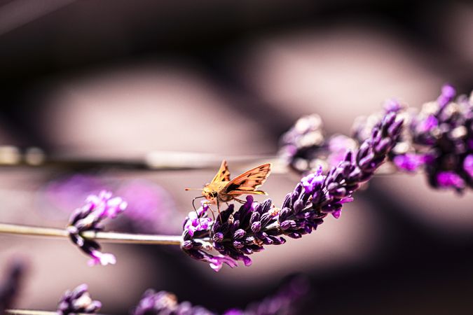 Small orange butterfly on purple buds growing in the wild