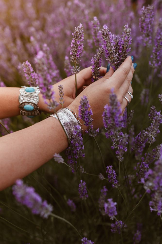 Beautiful sprigs of lavender in hands n sun
