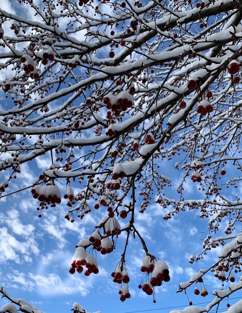 Snow berries
