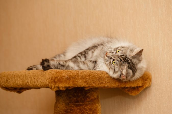 Grey cat sleeping on orange carpet platform