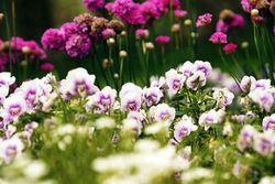 Flowerbed with various flowers in park