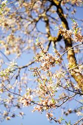 Almond Tree branch with flowers in garden and blue sky