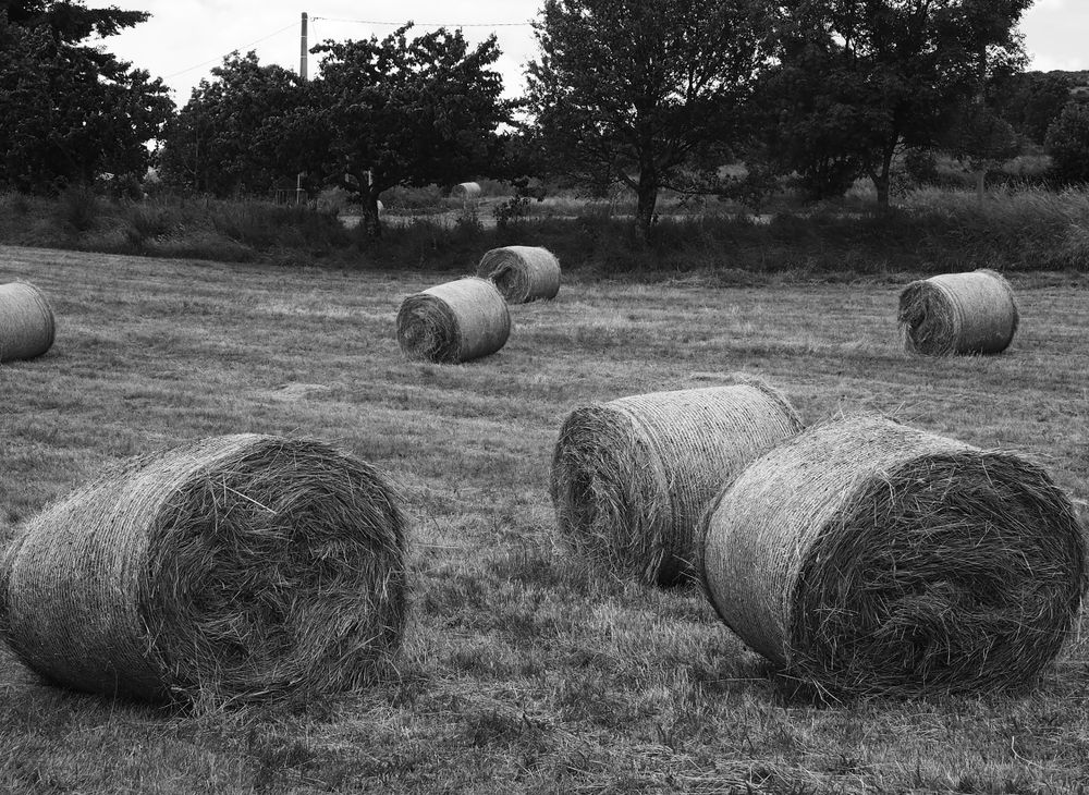 Monochrome Harvest: Scattered Hay Bales in Field of Memories
