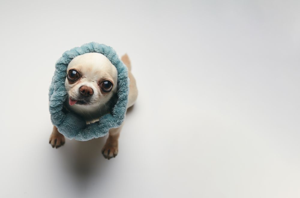 Chihuahua Looking Up from Above