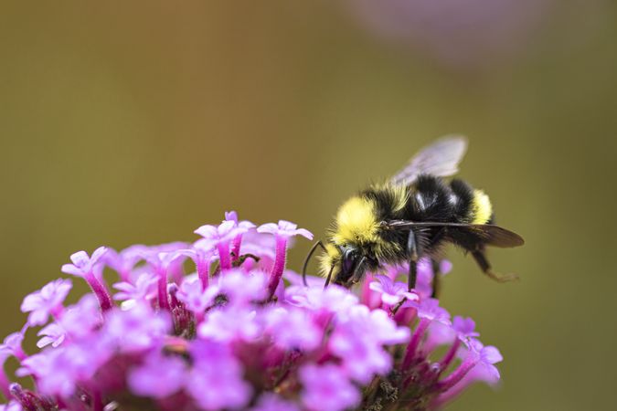 Side view of bumblebee crawling on a purple flower