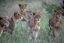 Five brown lioness on green field