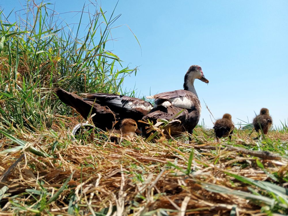 Close-up of ducks on field against clear sky