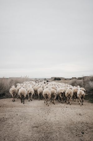 Sheep walking on the road