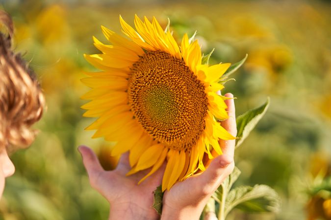 Crop boy touching bright sunflower in field