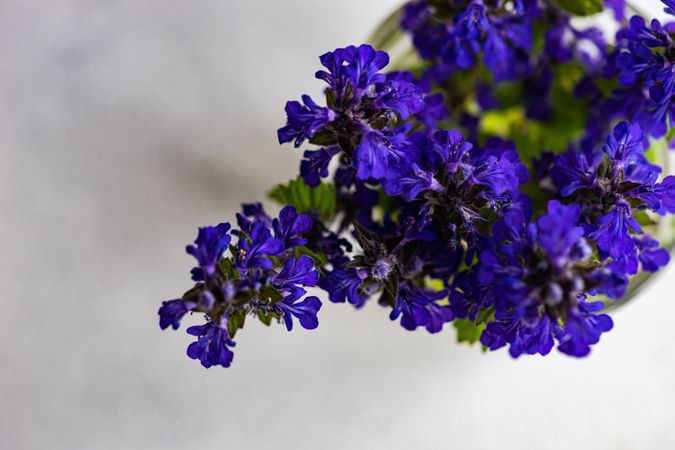 Top view of glass of blue flowers