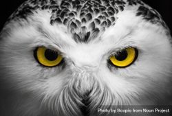 Close-up owl illustration 4Z3axb
