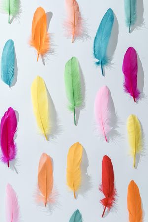 Colorful pattern made of feathers