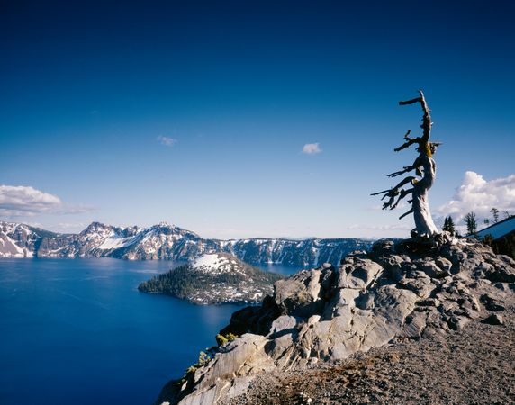 Tree at the edge of Crater Lake, Oregon