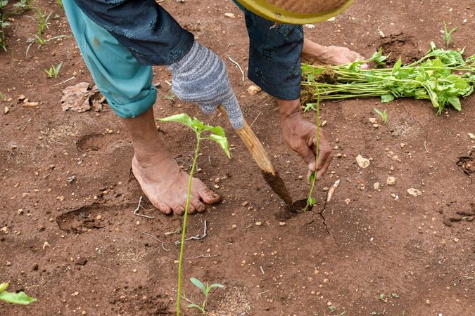 Barefoot farmer planting green shoots in the soil