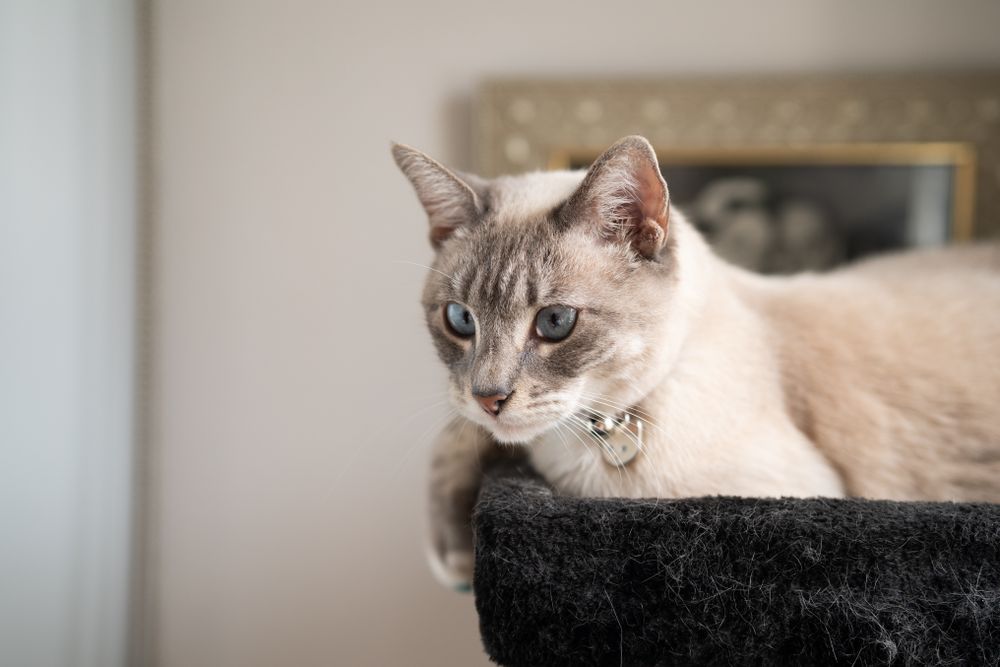 Pretty cat laying on top of cat perch