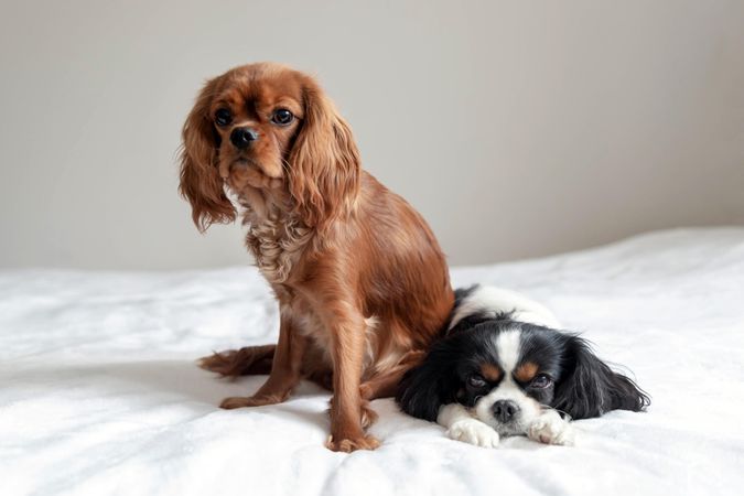 Two cavalier spaniels lying on the bed