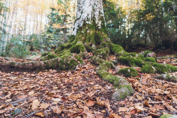 Big wood with moss amid beautiful autumn forest