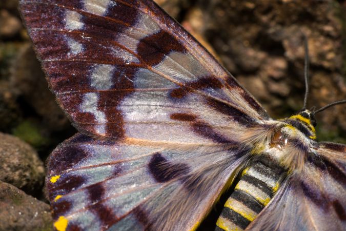 From above closeup macro shot of a Blue Tiger Moth in Matheran, India